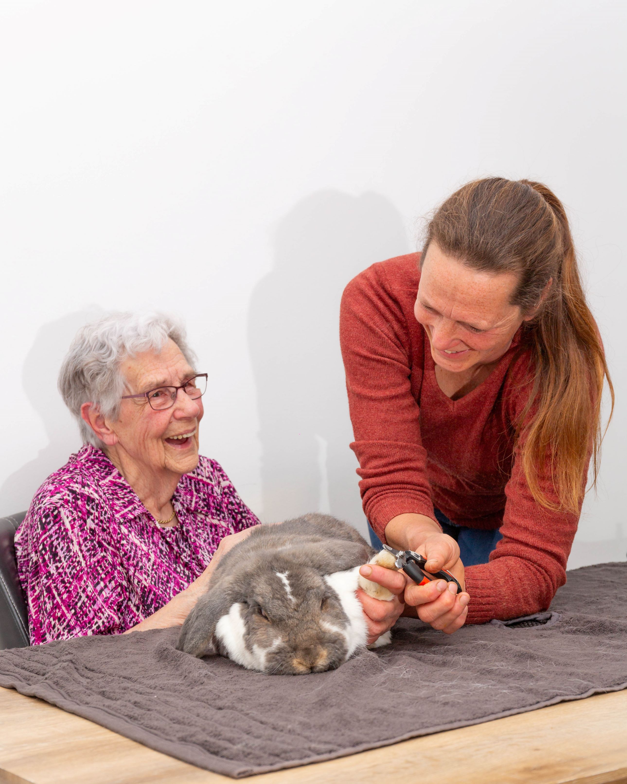 Konijn bij de Regio Dierenarts